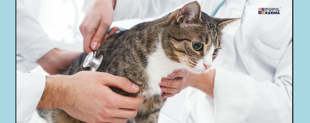 Zdjęcie w zbliżeniu pstrokatego kota badanego stetoskopem przez lekarkę weterynarii. Widać tylko dłonie i białe fartuchy. Męskie dłonie trzymają kota. Po obu stronach zdjęcia turkusowe pasy i logotyp pupilkarma.